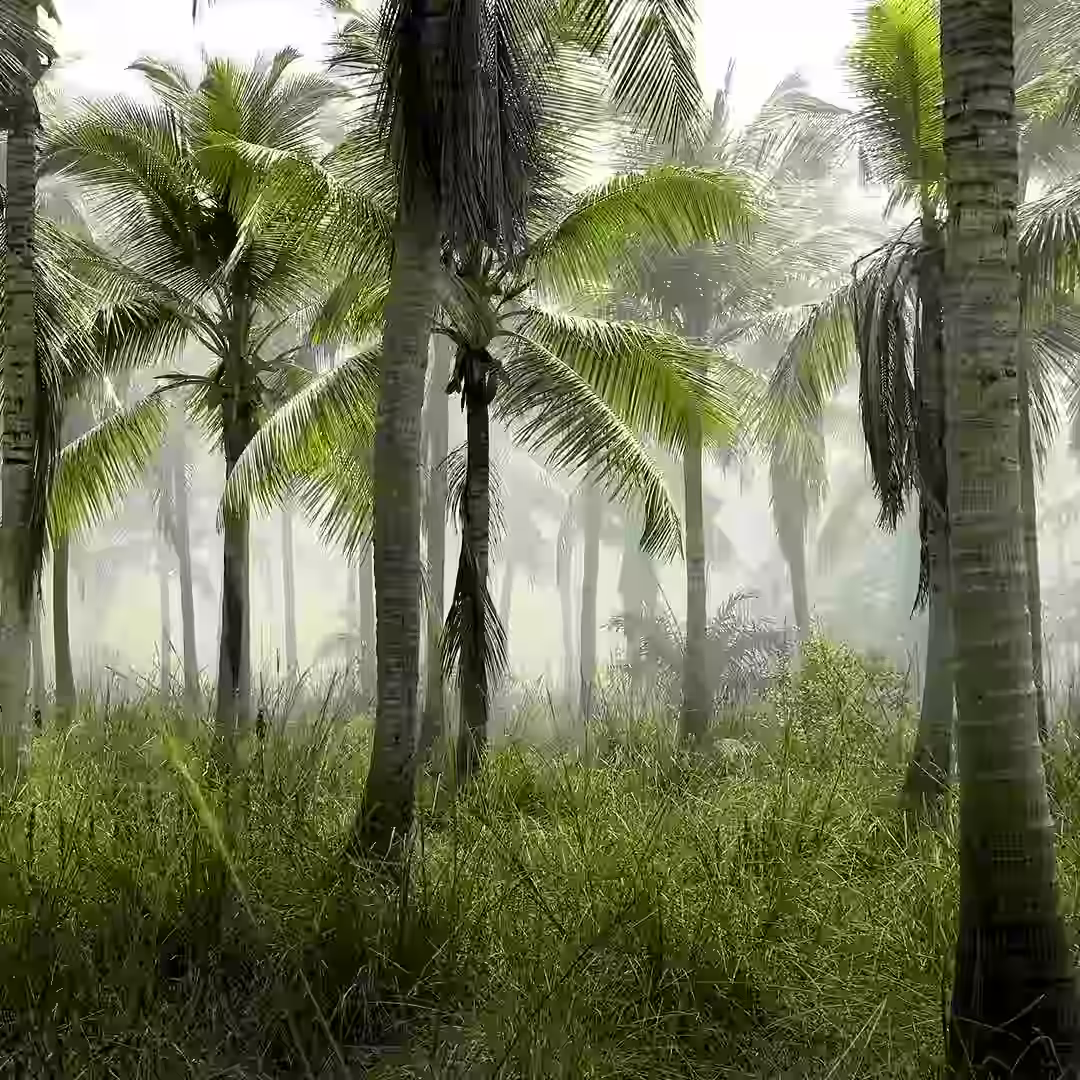 Industria de Palma Africana